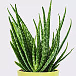 Aloe Vera Plant in a Pot with Stand