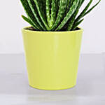 Aloe Vera Plant in a Pot with Stand