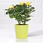 Yellow Rose Plant in a Pot