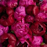 Awakened Passions