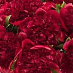 Passionate Red Peonies Vase