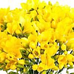 Sunshine Yellow Freesia Vase Arrangement