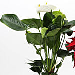 White Anthurium and Poinsettia Plant