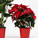 White Anthurium and Poinsettia Plant