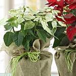 Red And White Poinsettia Plant