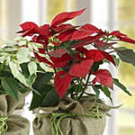 Red And White Poinsettia Plant