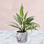 Aglaonema Plant in Pineapple Design Pot