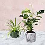 Chlorophytum and Anthurium Plants Combo