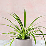 Chlorophytum Plant In Pineapple Shaped Pot