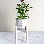 Dianthus in White Stand Pot
