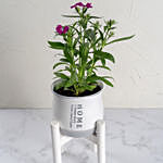Dianthus in White Stand Pot