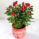 Red Rose Plant In Love Pot