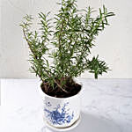 Rosemary Plant in Designer vase
