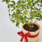 Jute Wrapped Tulsi Plant