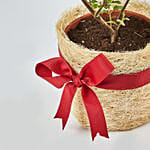 Jute Wrapped Tulsi Plant