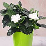 Gardenia Jasminoides Plant In Pineapple Design Pot