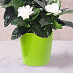 Gardenia Jasminoides Plant In Pineapple Design Pot