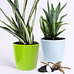 Potted Agave Americana & Agave Attenuata Plants Combo