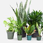 Beautiful Set Of 7 Indoor Plants