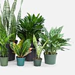 Beautiful Set Of 7 Indoor Plants