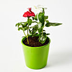 Beautiful Vinca Mix Flowering Plant In Ceramic Pot