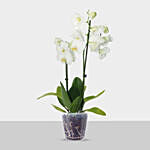 Blooming Double Stem White Orchid In Nursery Pot
