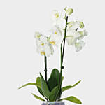 Blooming Double Stem White Orchid In Nursery Pot