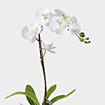 Blooming Single Stem White Orchid In Nursery Pot