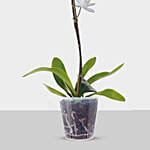 Blooming Single Stem White Orchid In Nursery Pot