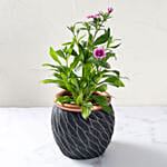 Dianthus Flower Plant