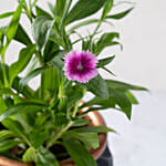 Dianthus Flower Plant