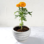 Marigold Flower Plant