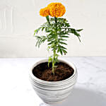 Marigold Flower Plant