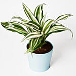 Peaceful Dracaena Mix Plant In Ceramic Pot