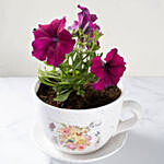 Purple Petunia in Beautiful Cup