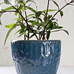 Ruella Flower Plant in Ceramic Pot