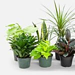 Set Of 8 Beautiful Plants