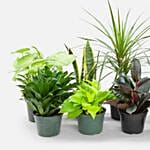 Set Of 8 Beautiful Plants