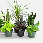 Set Of 8 Beautiful Plants