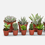 Set Of 12 Lovely Indoor Plants