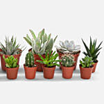 Set Of 12 Lovely Indoor Plants