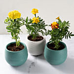Trio of Marigold Flower PLants
