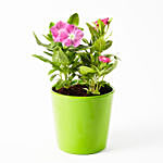Vinca Mix Flowering Plant In Beautiful Ceramic Pot