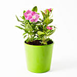 Vinca Mix Flowering Plant In Beautiful Ceramic Pot