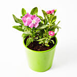 Vinca Mix Flowering Plant In Beautiful Ceramic Pot