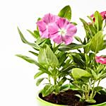 Vinca Mix Flowering Plant In Beautiful Ceramic Pot