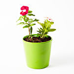 Vinca Mix Flowering Plant In Green Ceramic Pot