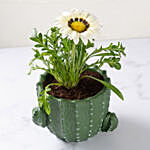 White Daisy Flower Plant in Green Pot