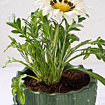 White Daisy Flower Plant in Green Pot