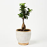 Peaceful Small Bonsai Plant In Copper Toned Designer Pot